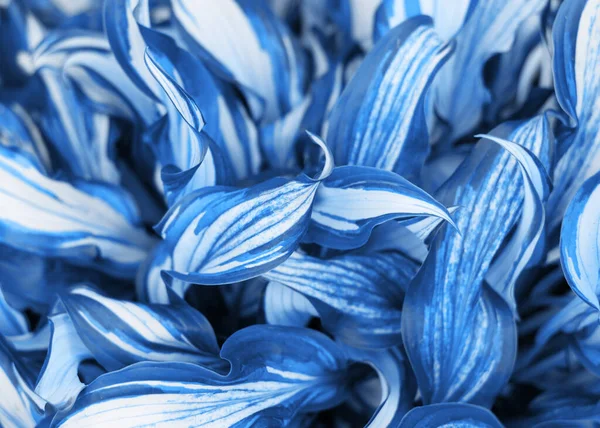 Fundo Azul Clássico Folhas Hosta Verdes Frescas Fundo Dinâmico Azul — Fotografia de Stock