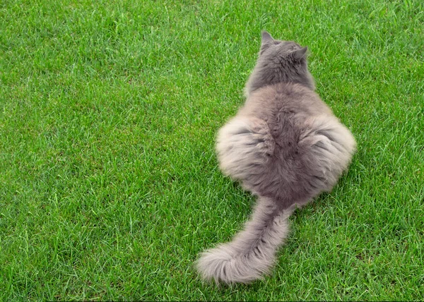 大きな灰色のメインコーン猫は 庭の緑の芝生の上のカメラに背中で横たわっています 後ろからの眺め顔もない — ストック写真