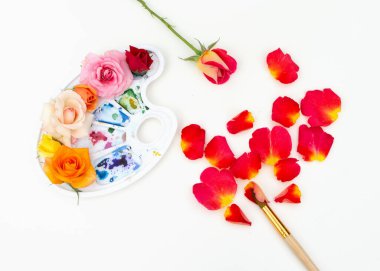 Çok renkli gül goncalarıyla suluboya palet ve beyaz arka planda sanat fırçası. Yazın renkleri. Yaratıcı renkli yaz konsepti. Düz yatış, üst görünüm.