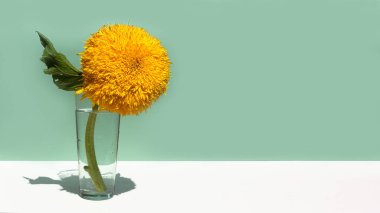 Naneli arkaplanda cam vazoda büyük sarı dekoratif bir ayçiçeği. Yaratıcı asgari natürmort.
