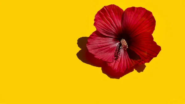 Red Hibiscus Flower Isolated Bright Yellow Background Copy Space — Stock Photo, Image