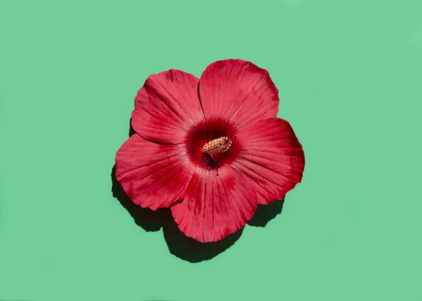 Red Hibiscus Flower Isolated Green Mint Background Top View — Stock Photo, Image