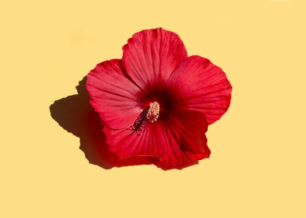 Red Hibiscus Flower Isolated Pastel Yellow Background Top View — Stock Photo, Image