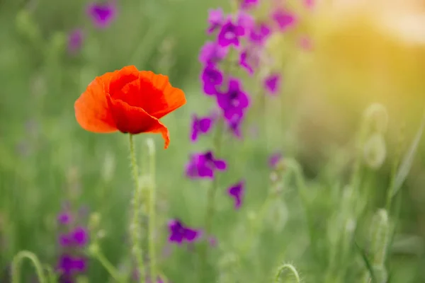 Hermosas amapolas — Foto de Stock