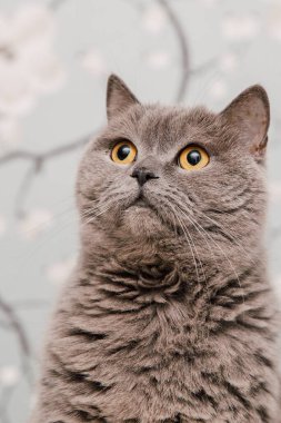 Güzel İngiliz Shorthair kedileri kamera için poz veriyor..