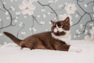 Güzel İngiliz Shorthair kedileri kamera için poz veriyor..