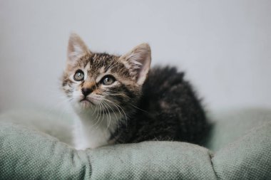 Güzel küçük bir kedinin portresi.