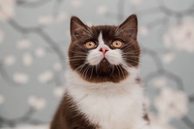 Güzel İngiliz Shorthair kedileri kamera için poz veriyor..