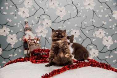 Güzel İngiliz Shorthair kedileri kamera için poz veriyor..