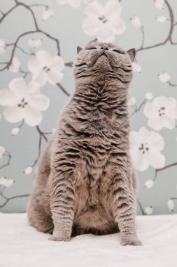 Güzel İngiliz Shorthair kedileri kamera için poz veriyor..