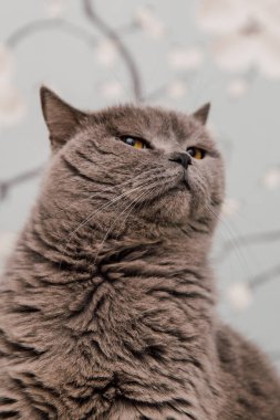 Güzel İngiliz Shorthair kedileri kamera için poz veriyor..