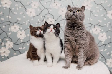 Güzel İngiliz Shorthair kedileri kamera için poz veriyor..