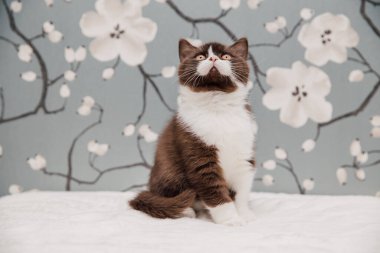 Güzel İngiliz Shorthair kedileri kamera için poz veriyor..