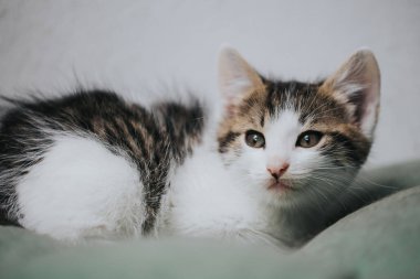 Güzel küçük bir kedinin portresi.