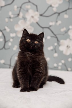 Güzel İngiliz Shorthair kedileri kamera için poz veriyor..