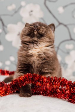 Güzel İngiliz Shorthair kedi yavrusu kameraya poz veriyor..