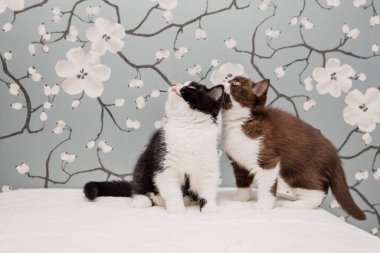 Güzel İngiliz Shorthair kedileri kamera için poz veriyor..