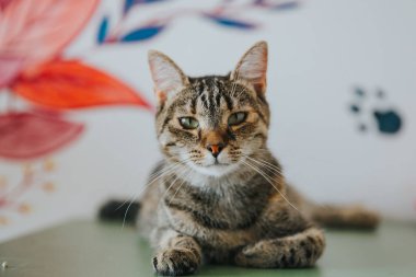 İçeride çekilmiş sevimli kedi portresi..