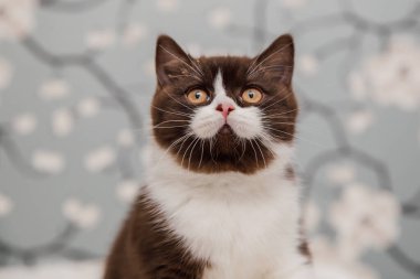 Güzel İngiliz Shorthair kedileri kamera için poz veriyor..