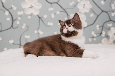 Güzel İngiliz Shorthair kedileri kamera için poz veriyor..