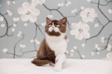 Güzel İngiliz Shorthair kedileri kamera için poz veriyor..