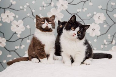 Güzel İngiliz Shorthair kedileri kamera için poz veriyor..