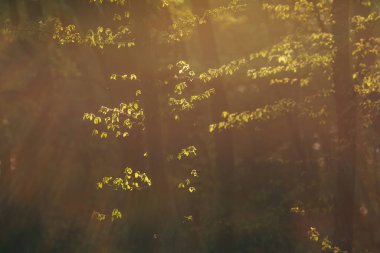 İlkbaharda açan güzel orman ağaçları.
