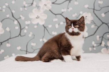 Güzel İngiliz Shorthair kedileri kamera için poz veriyor..