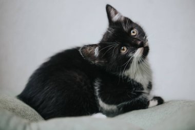 Güzel küçük bir kedinin portresi.