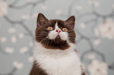 Güzel İngiliz Shorthair kedileri kamera için poz veriyor..