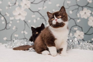 Güzel İngiliz Shorthair kedileri kamera için poz veriyor..