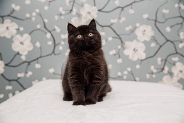 Güzel İngiliz Shorthair kedileri kamera için poz veriyor..