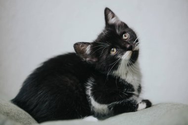 Güzel küçük bir kedinin portresi.