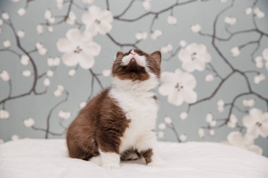 Güzel İngiliz Shorthair kedileri kamera için poz veriyor..