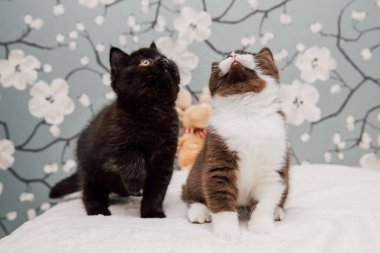 Güzel İngiliz Shorthair kedileri kamera için poz veriyor..