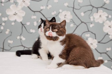 Güzel İngiliz Shorthair kedileri kamera için poz veriyor..