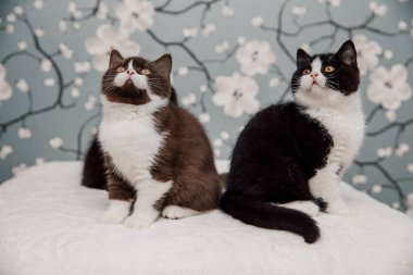 Güzel İngiliz Shorthair kedileri kamera için poz veriyor..