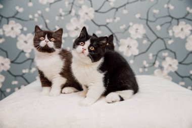 Güzel İngiliz Shorthair kedileri kamera için poz veriyor..