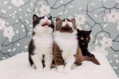 Güzel İngiliz Shorthair kedileri kamera için poz veriyor..