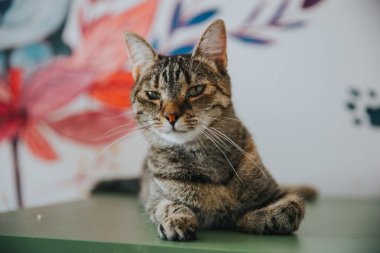 İçeride çekilmiş sevimli kedi portresi..