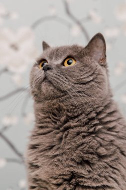 Güzel İngiliz Shorthair kedileri kamera için poz veriyor..