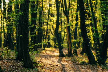 İlkbaharda açan güzel orman ağaçları.