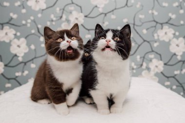 Güzel İngiliz Shorthair kedileri kamera için poz veriyor..