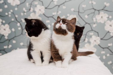 Güzel İngiliz Shorthair kedileri kamera için poz veriyor..