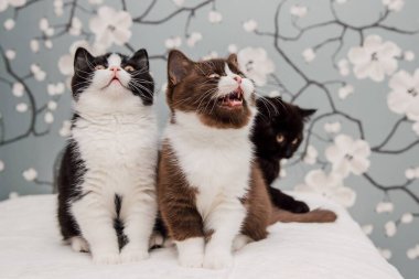 Güzel İngiliz Shorthair kedileri kamera için poz veriyor..