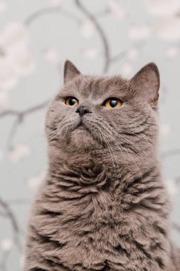 Güzel İngiliz Shorthair kedileri kamera için poz veriyor..