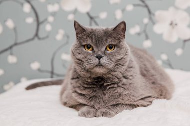 Güzel İngiliz Shorthair kedileri kamera için poz veriyor..