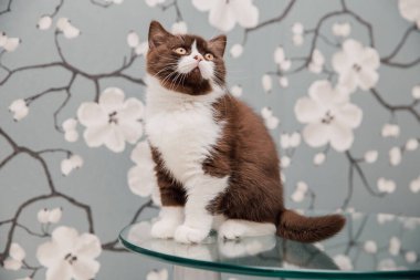 Güzel İngiliz Shorthair kedileri kamera için poz veriyor..