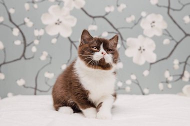 Güzel İngiliz Shorthair kedileri kamera için poz veriyor..