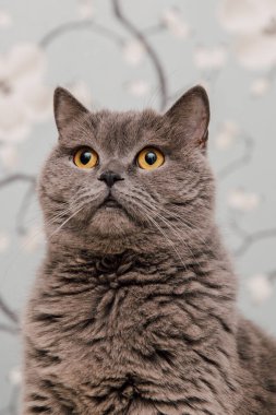 Güzel İngiliz Shorthair kedileri kamera için poz veriyor..